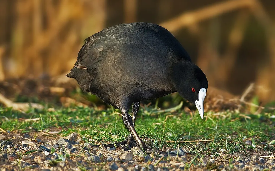 Eurasian Coot (Fulica atra) — photo 1 of 4