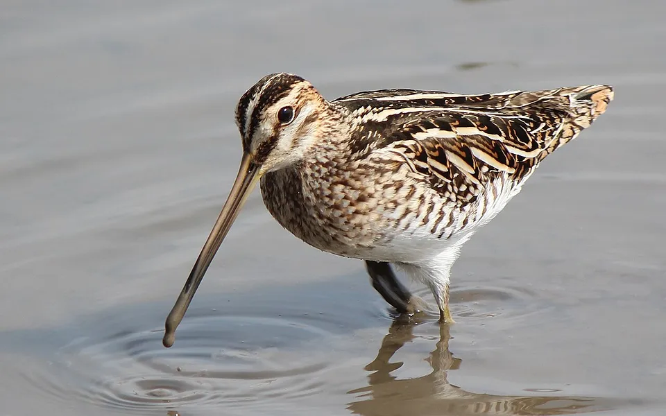 Common Snipe (Gallinago gallinago) — photo 1 of 5