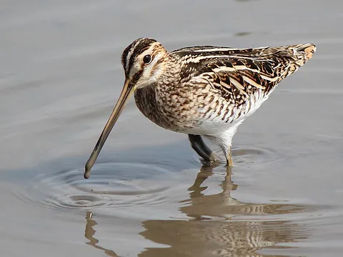 Common Snipe