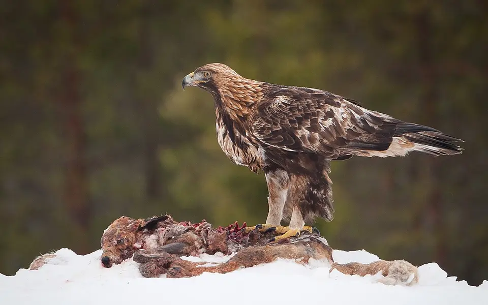 Golden Eagle (Aquila chrysaetos) — photo 1 of 3