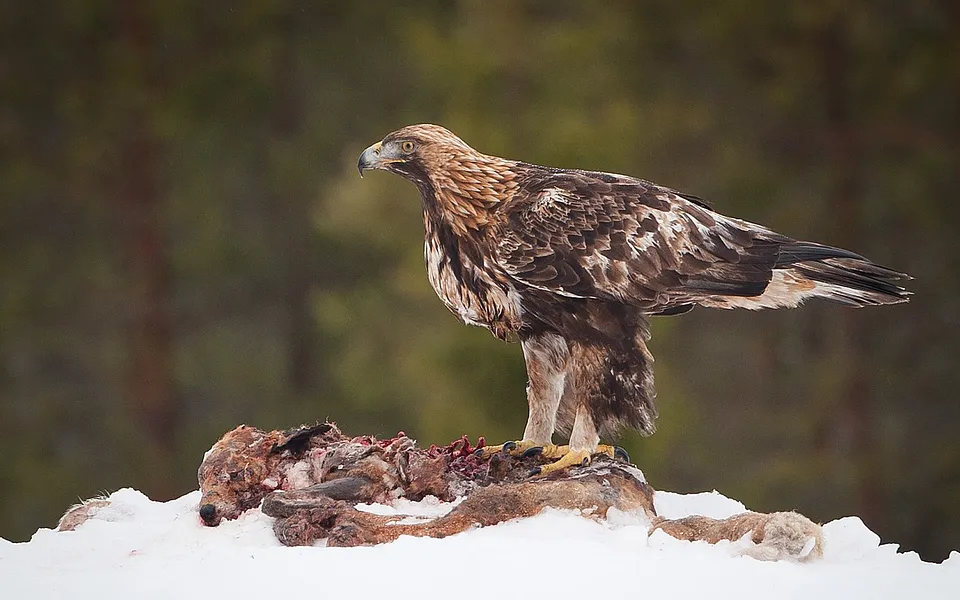 Golden Eagle