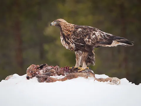 Golden Eagle
