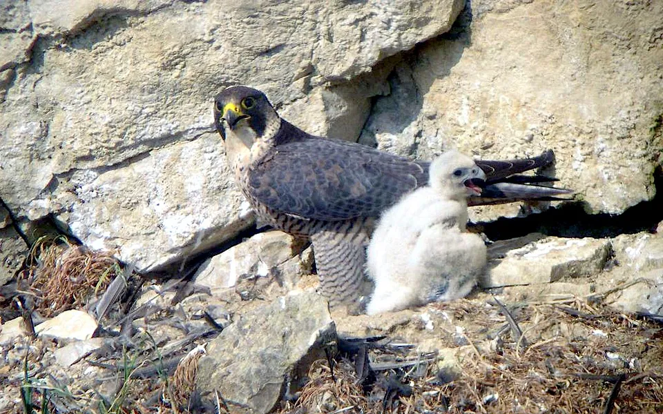 Peregrine Falcon