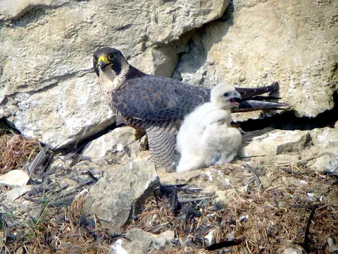 Peregrine Falcon