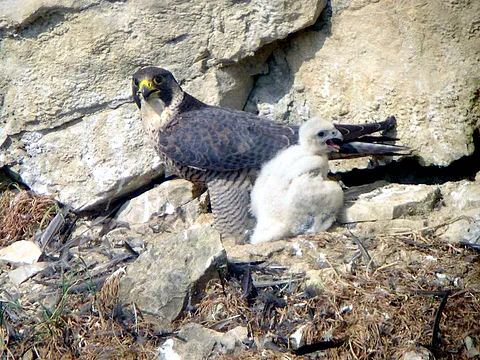 Peregrine Falcon