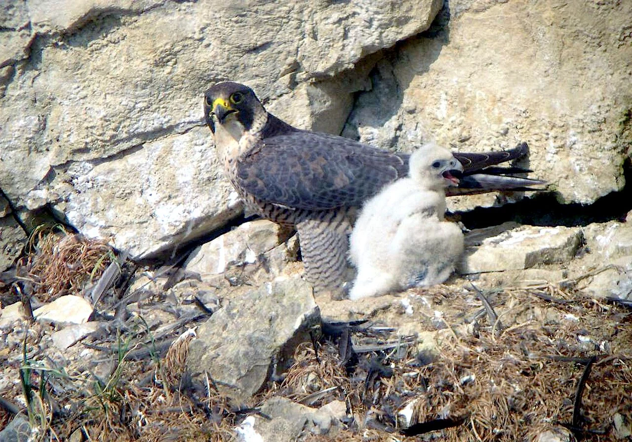 Peregrine Falcon