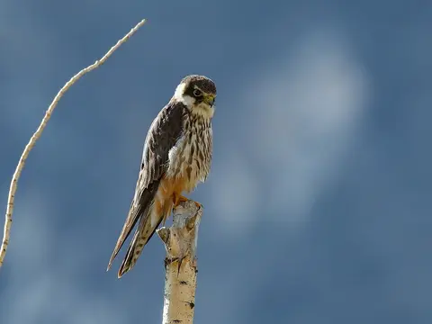 Eurasian Hobby