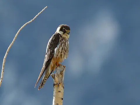 Eurasian Hobby