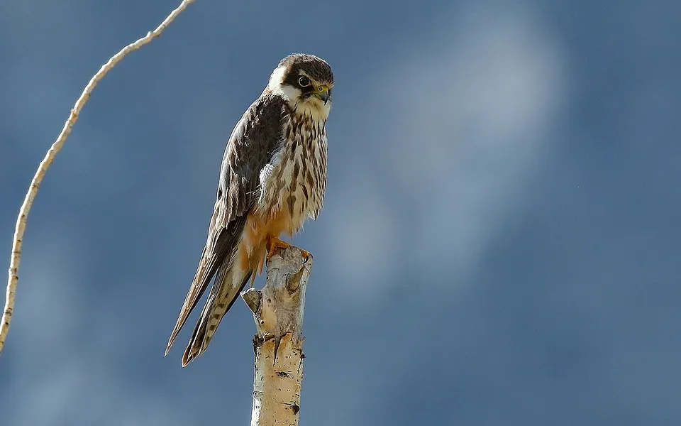 Eurasian Hobby