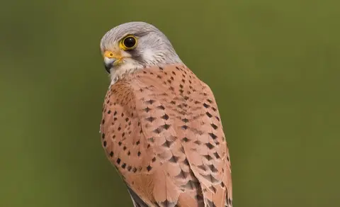 Eurasian Kestrel (Falco tinnunculus) — photo 3 of 4