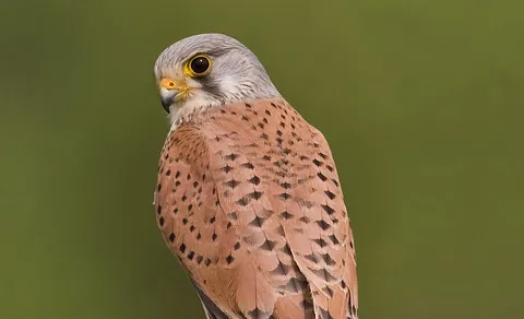 Eurasian Kestrel