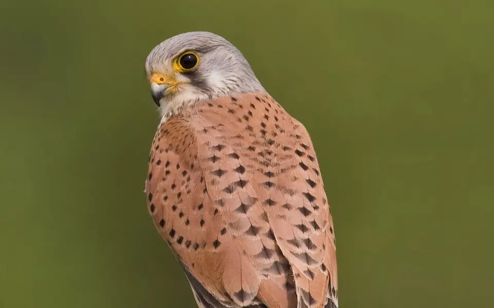 Eurasian Kestrel (Falco tinnunculus) — photo 3 of 4
