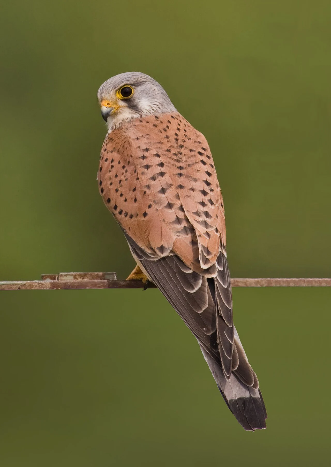 Eurasian Kestrel