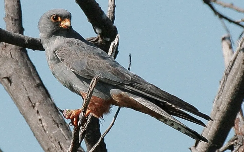 Red-footed Falcon