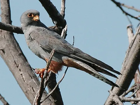 Red-footed Falcon