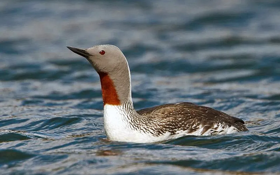 Red-throated Loon