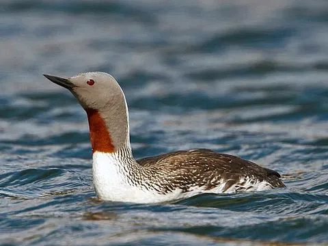 Red-throated Loon