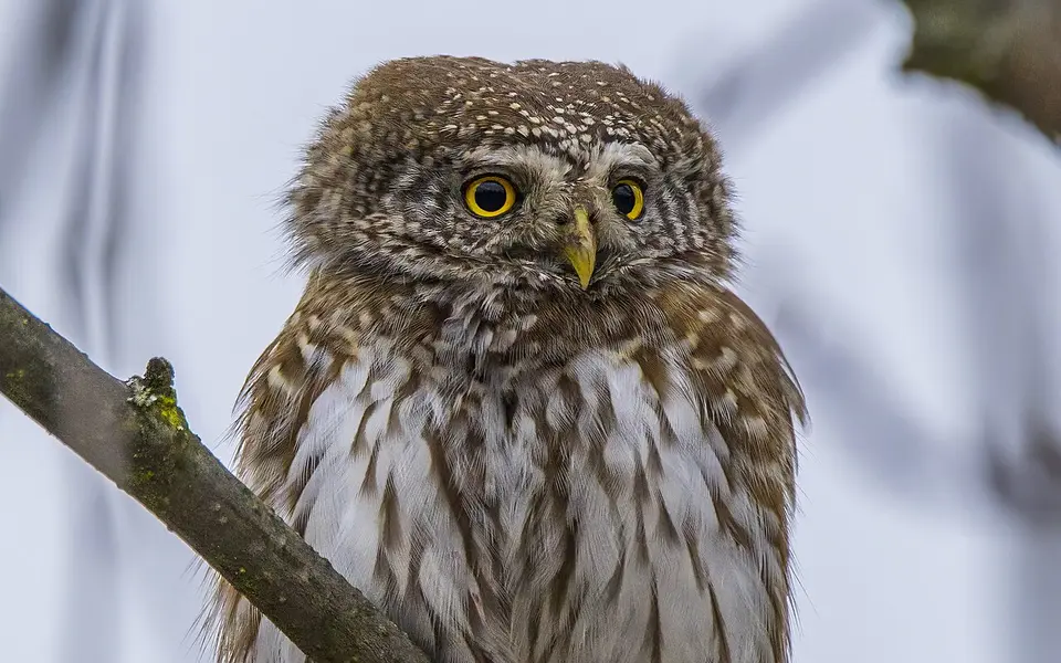 Eurasian Pygmy-Owl (Glaucidium passerinum) — photo 1 of 3