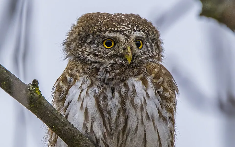 Eurasian Pygmy-Owl