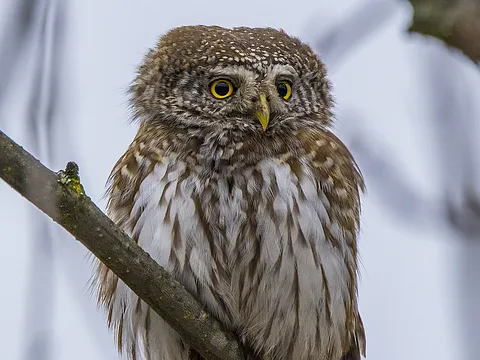 Eurasian Pygmy-Owl