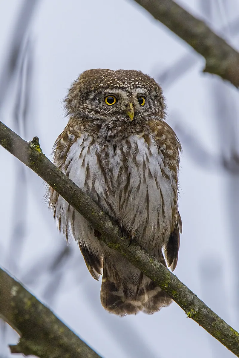 Eurasian Pygmy-Owl