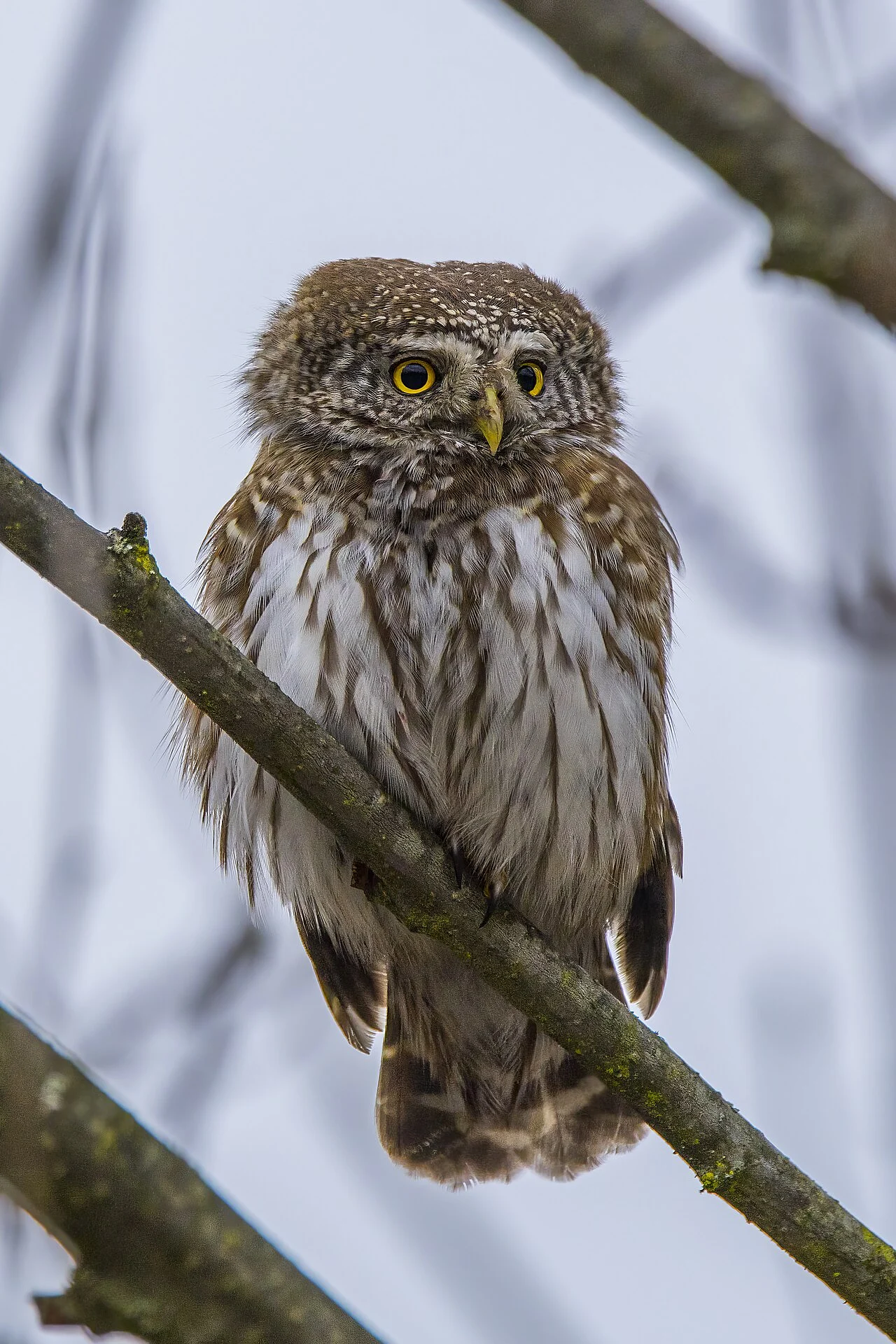 Eurasian Pygmy-Owl