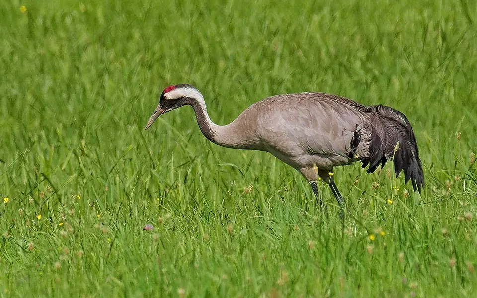 Common Crane (Grus grus) — photo 2 of 4