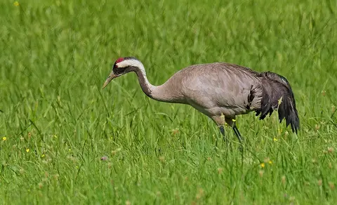 Common Crane (Grus grus) — photo 2 of 4