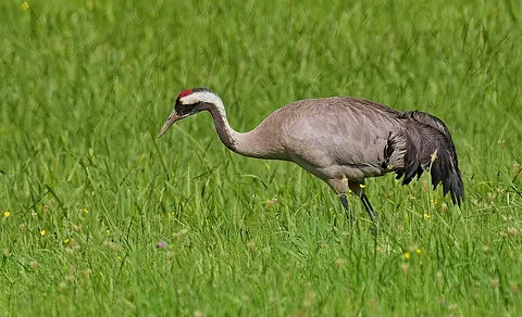 Common Crane