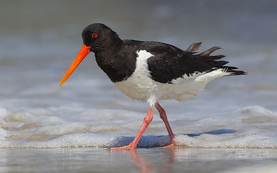 Eurasian Oystercatcher (Haematopus ostralegus) — photo 1 of 3