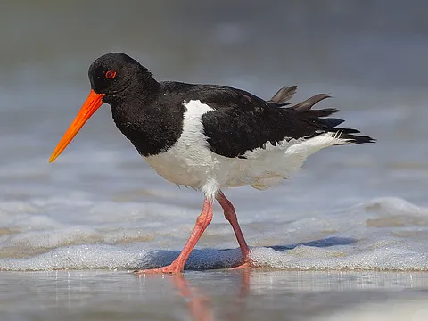 Eurasian Oystercatcher