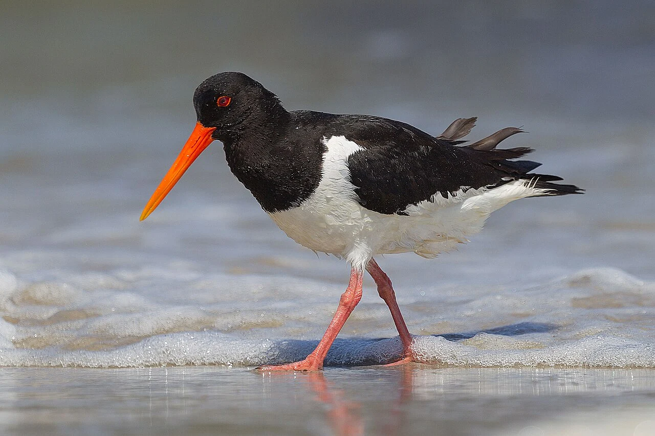 Eurasian Oystercatcher (Haematopus ostralegus) — photo 1 of 3