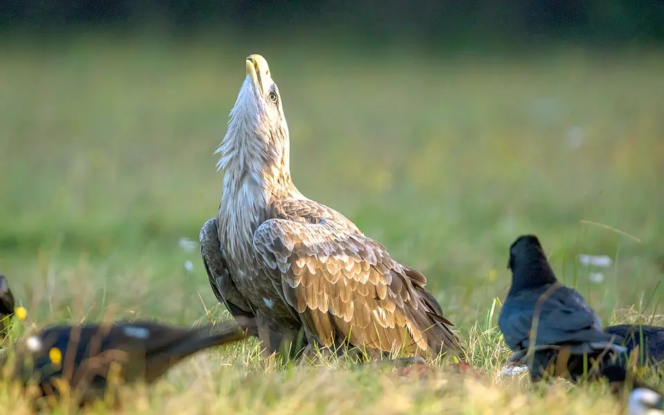 White-tailed Eagle (Haliaeetus albicilla) — photo 2 of 4