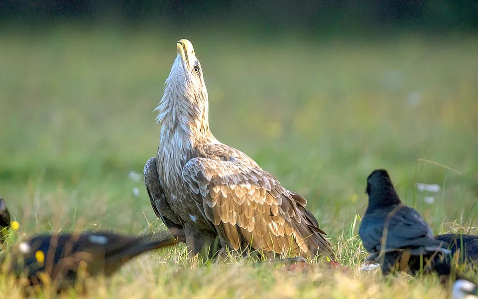 White-tailed Eagle