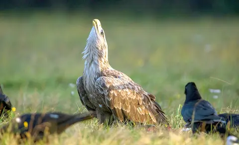 White-tailed Eagle (Haliaeetus albicilla) — photo 2 of 4