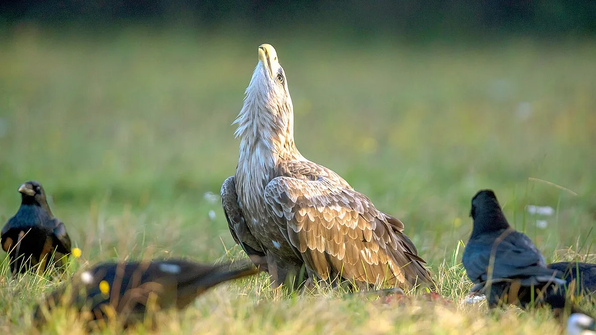 White-tailed Eagle