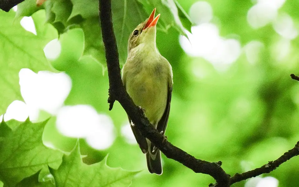 Icterine Warbler (Hippolais icterina) — photo 1 of 5