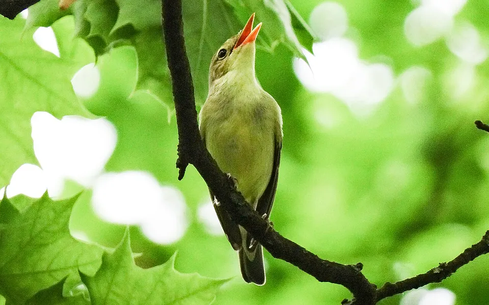 Icterine Warbler