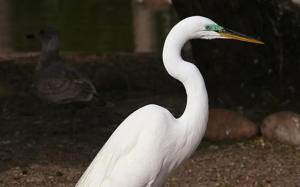 Great Egret (Ardea alba) — photo 1 of 3