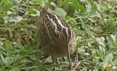 Great Snipe (Gallinago media) — photo 3 of 5