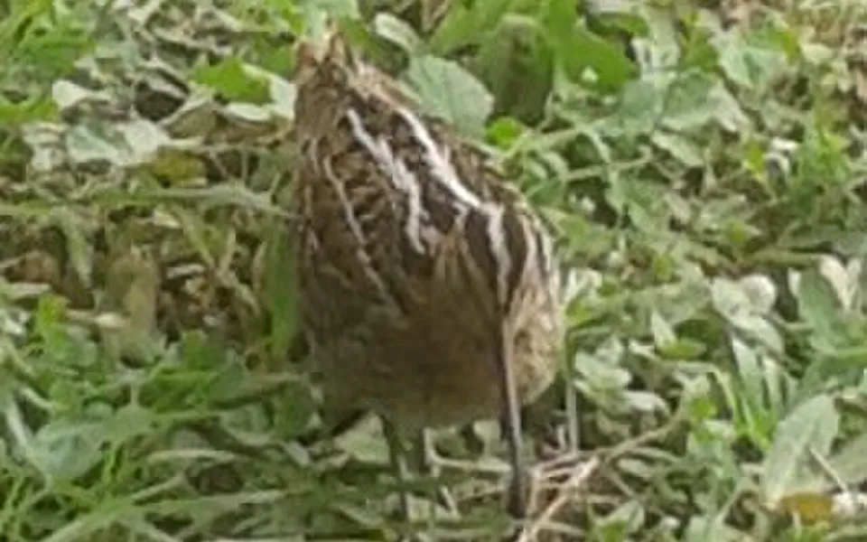 Great Snipe (Gallinago media) — photo 3 of 5