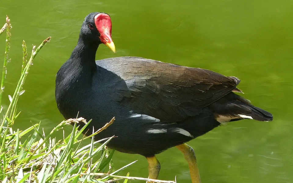 Eurasian Moorhen (Gallinula chloropus) — photo 1 of 6