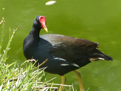 Eurasian Moorhen