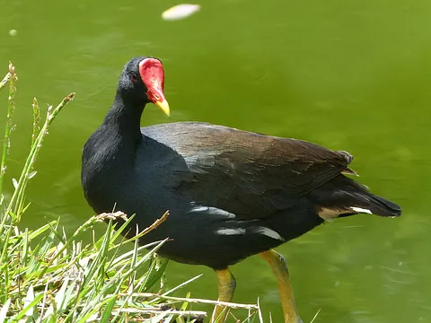 Камышница