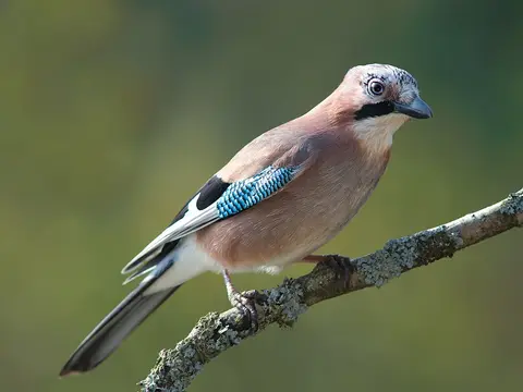 Eurasian Jay