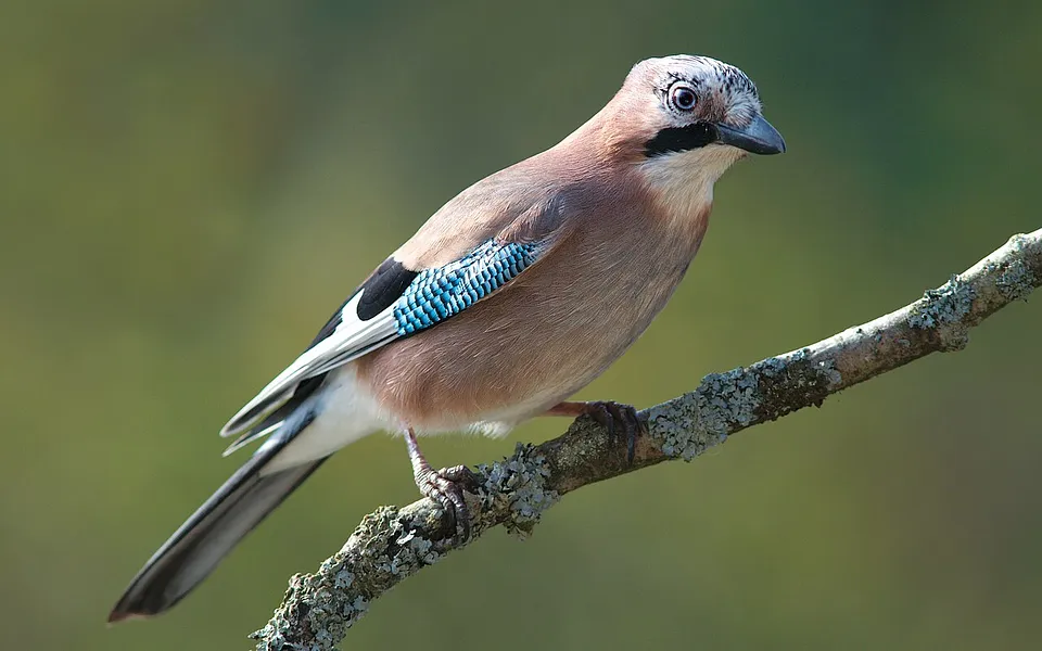 Eurasian Jay (Garrulus glandarius) — photo 1 of 5