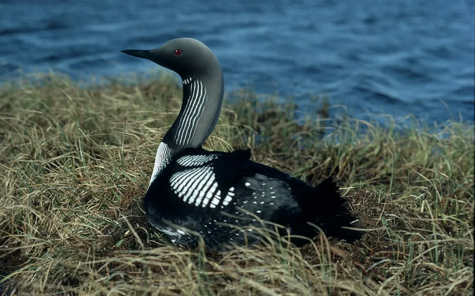Arctic Loon