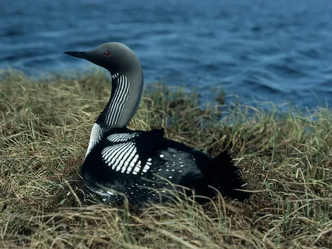 Arctic Loon