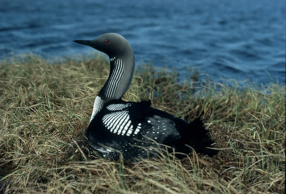 Arctic Loon