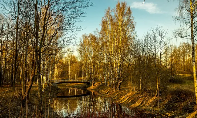 Nevsky city forest